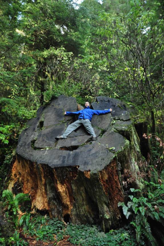 O 'pequeno' tronco de uma redwood, no Redwood National Park, no norte da Califórnia, nos Estados Unidos